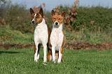 BASENJI 084